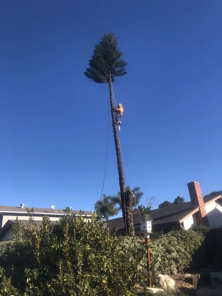 Professional yard maintenance near you in Oxnard, CA by Pacific-Co Tree Service