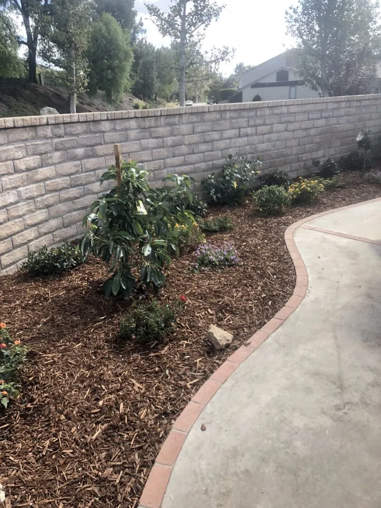 Top-rated yard cleanup service in Oxnard, CA by Pacific-Co Tree Service