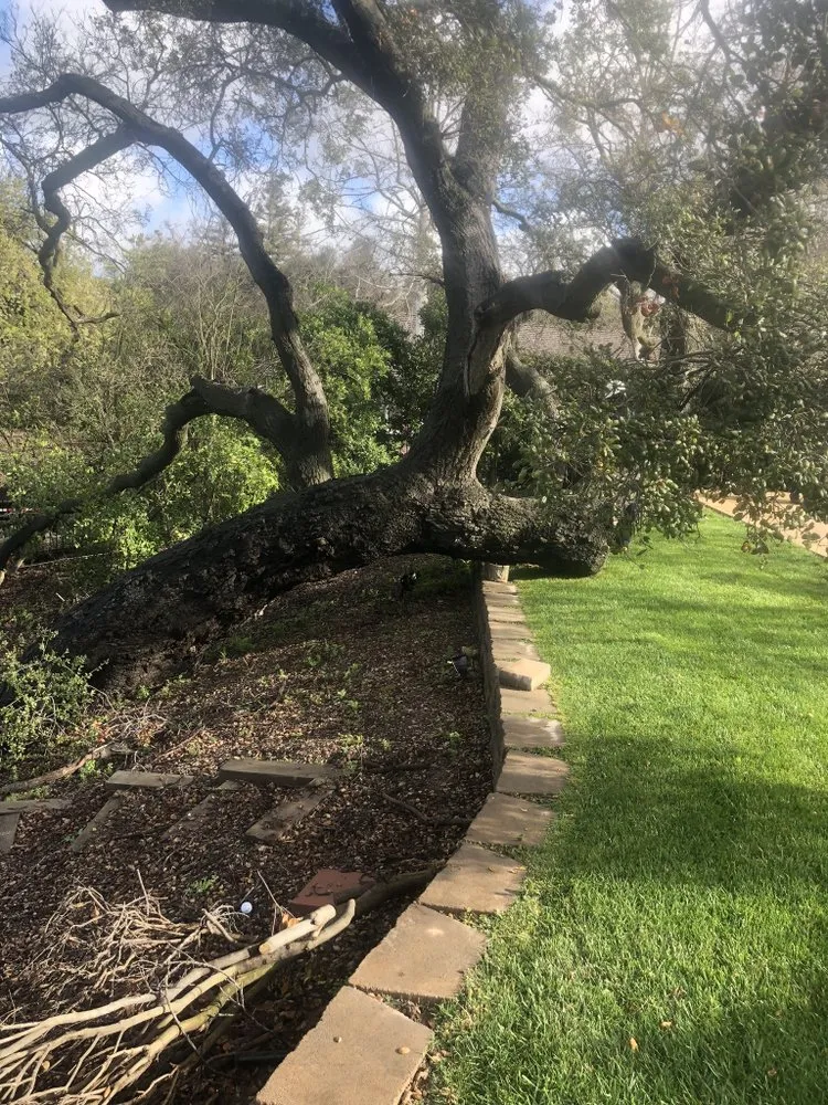 Expert landscaping services in Oxnard, CA - Pacific-Co Tree Service
