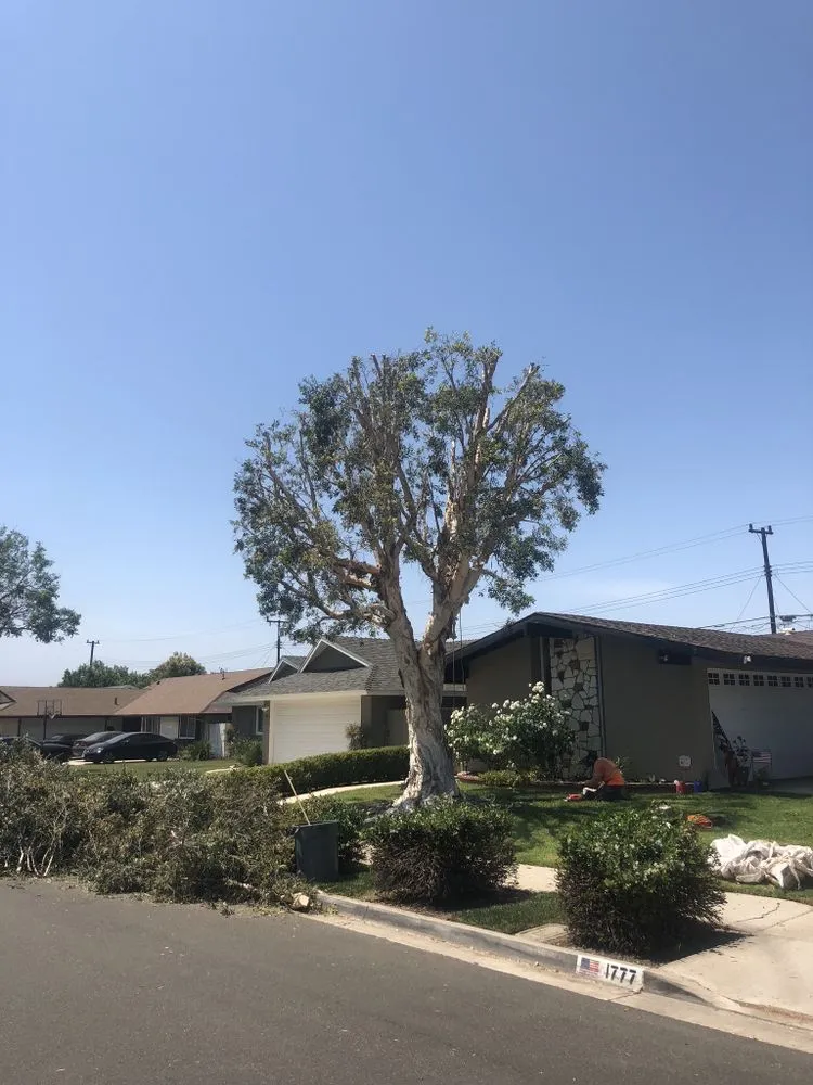 Local lawn care service in Oxnard, CA - Pacific-Co Tree Service