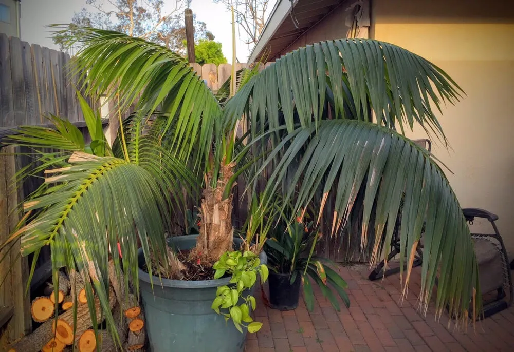 Local landscape installation in Huntington Beach, CA by Pacific Coast Gardenscapes
