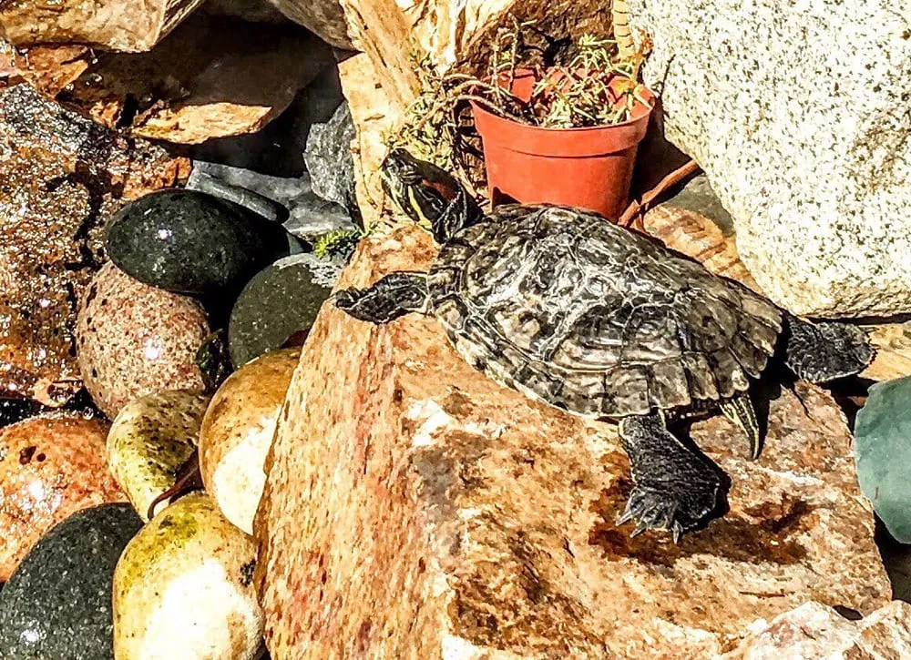 Custom lawn care service in Huntington Beach, CA by Pacific Coast Gardenscapes