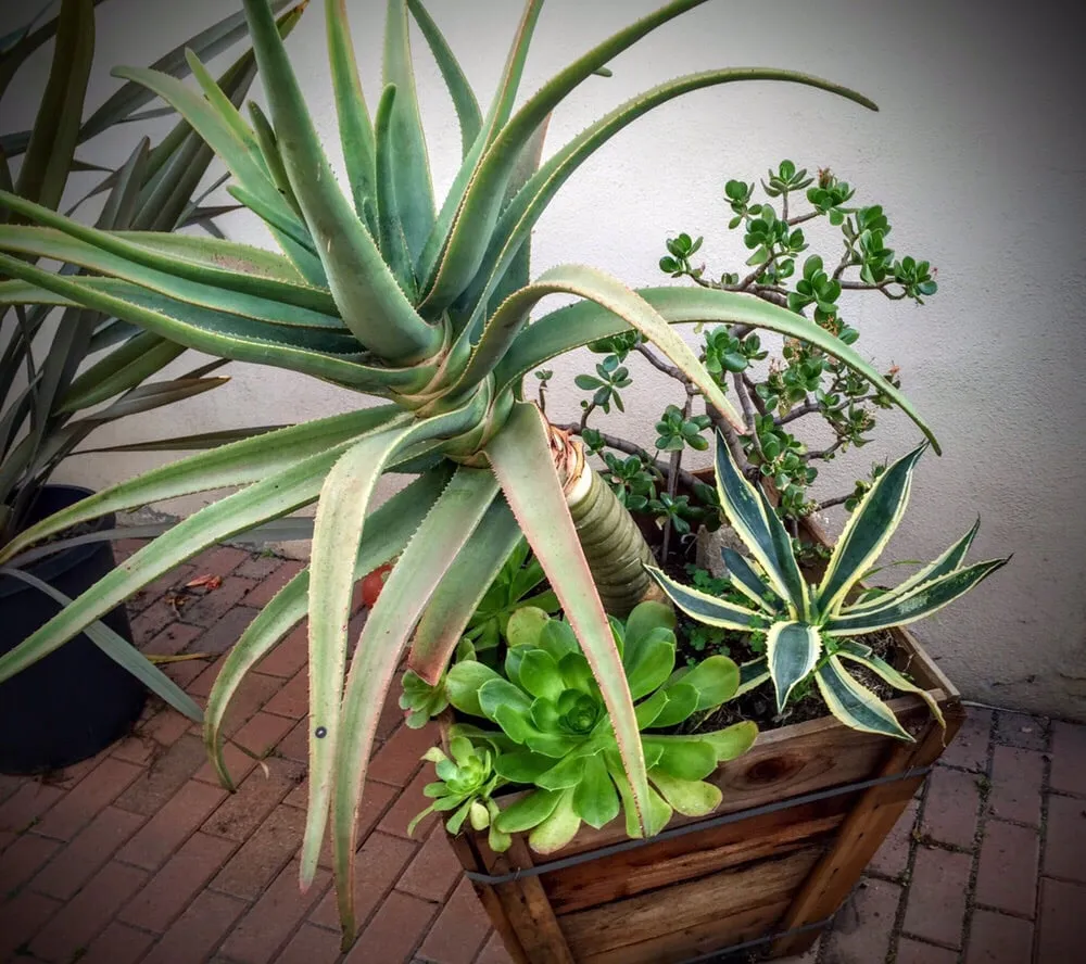 Custom outdoor landscaping in Huntington Beach, CA - Pacific Coast Gardenscapes