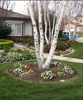 Expert yard cleanup service in Oxnard, CA by Pacific Coast Landscape