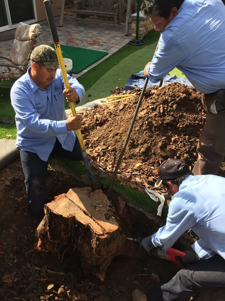 Affordable yard cleanup service for residential properties in Fullerton, CA by Pacific Coast Landscaping