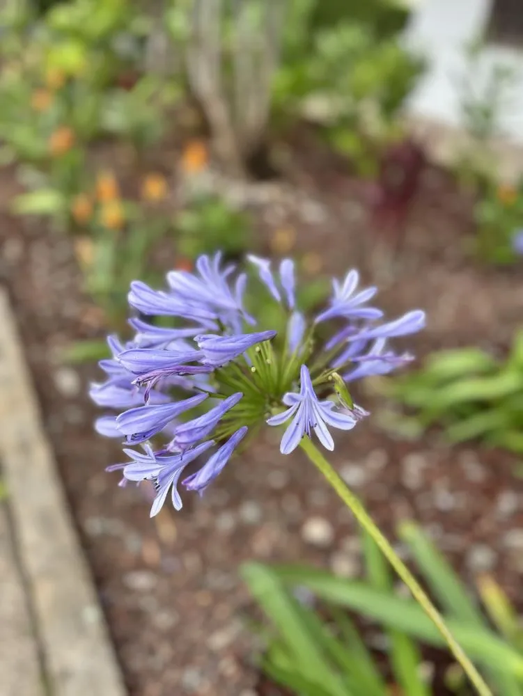 Expert landscape design for year-round maintenance across Haleiwa, HI - Pacific Coastline Landscape Design