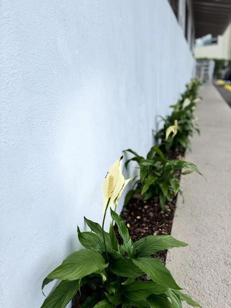 Trusted yard cleanup service near you across Haleiwa, HI - Pacific Coastline Landscape Design