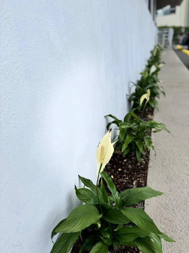 Local lawn care service with custom design across Haleiwa, HI - Pacific Coastline Landscape Design