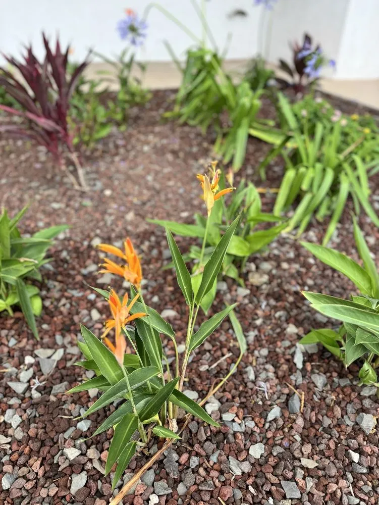 Expert landscape installation experts serving Haleiwa, HI - Pacific Coastline Landscape Design