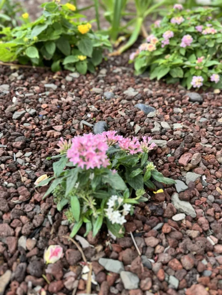 Professional lawn mowing service experts serving Haleiwa, HI - Pacific Coastline Landscape Design