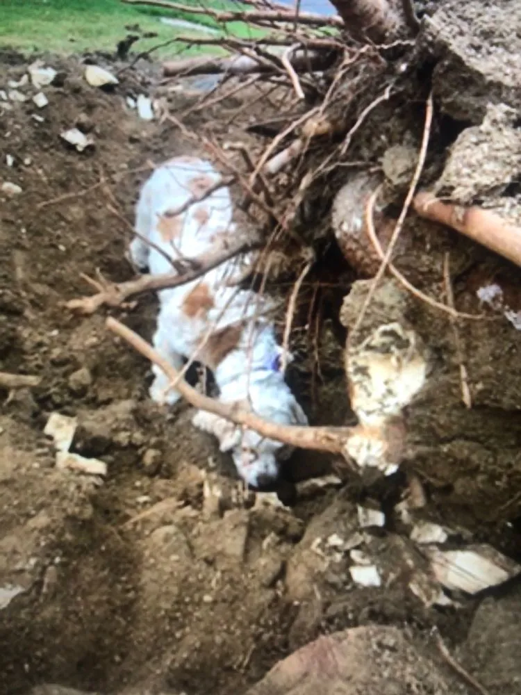 Expert outdoor landscaping experts serving Riverside, CA - Pacific Crest Landscape