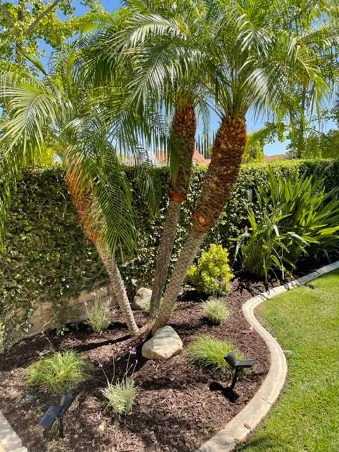 Affordable lawn care service for beautiful yards in Riverside, CA by Pacific Crest Landscape