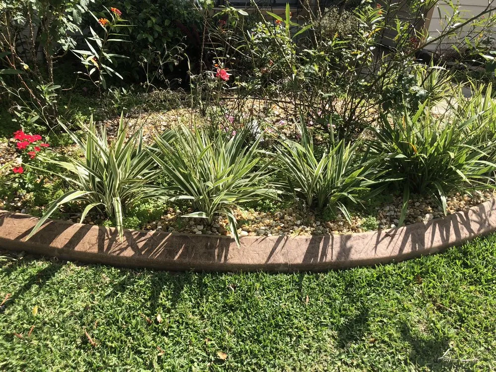 Reliable yard cleanup service experts serving Land O Lakes, FL - Pacific Curbing