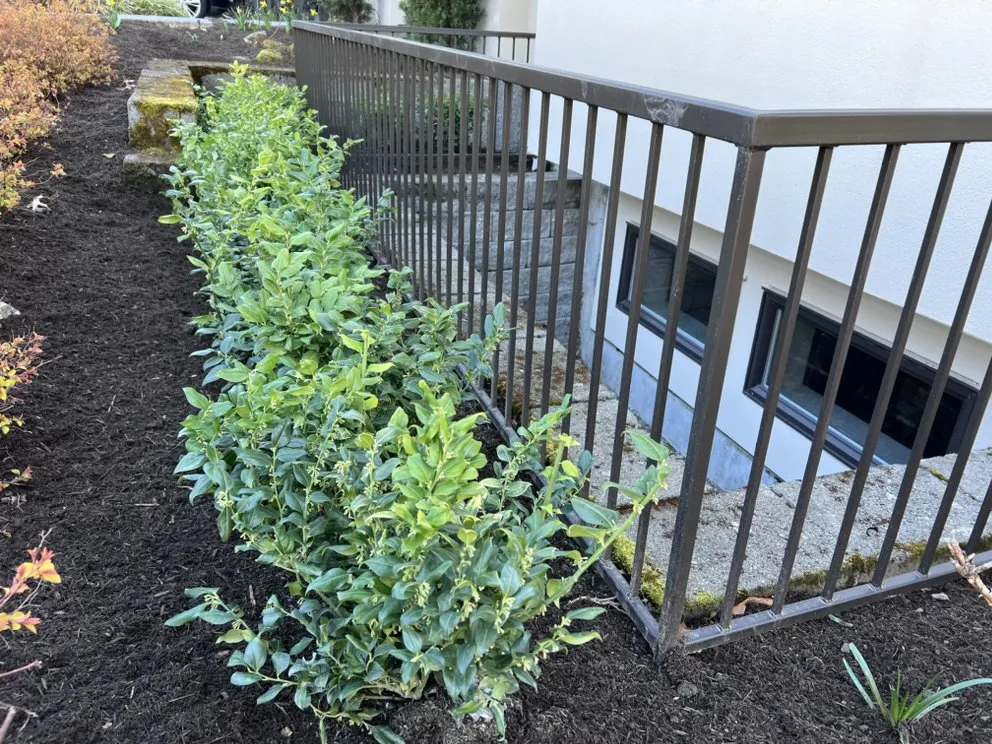 Top-rated landscaping services for residential properties across Edmonds, WA - Pacific Fern Designs