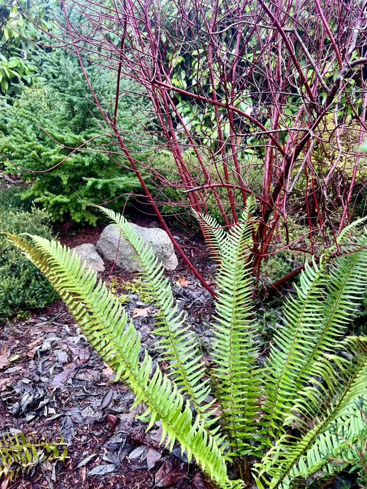 Top-rated outdoor landscaping experts serving Edmonds, WA - Pacific Fern Designs