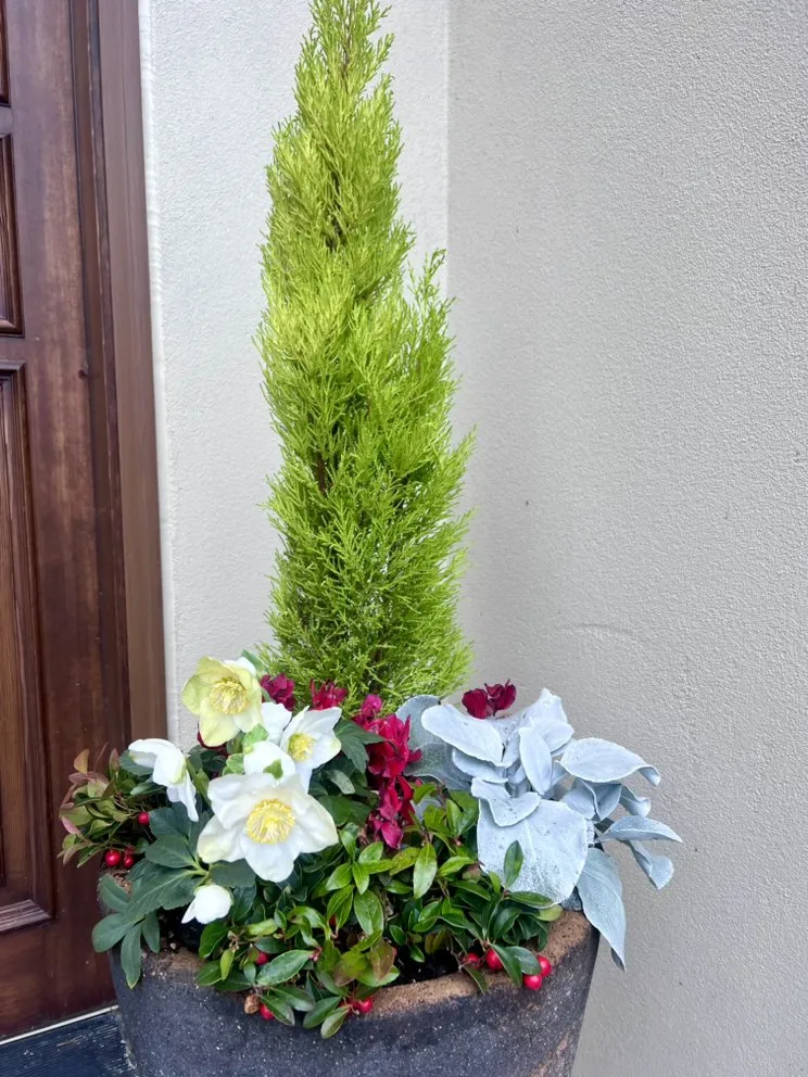 Reliable yard cleanup service experts serving Edmonds, WA - Pacific Fern Designs