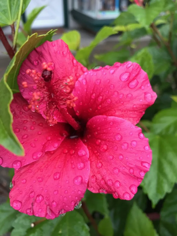 Expert yard cleanup service in San Rafael, CA - Pacific Garden Artistry