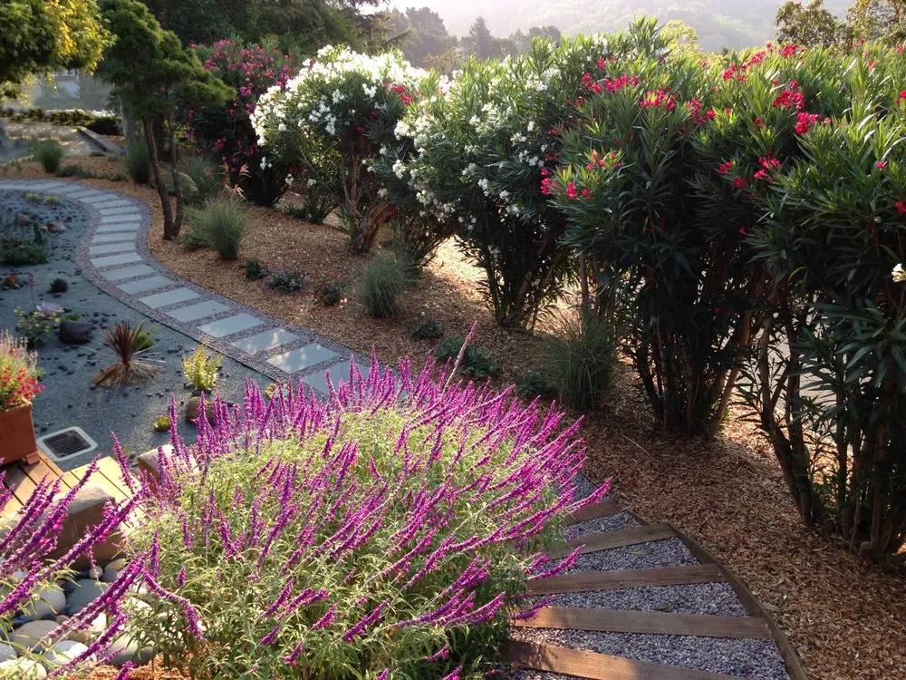Custom landscape installation in San Rafael, CA by Pacific Garden Artistry