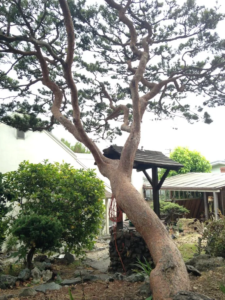 Local outdoor landscaping experts serving San Rafael, CA - Pacific Garden Artistry