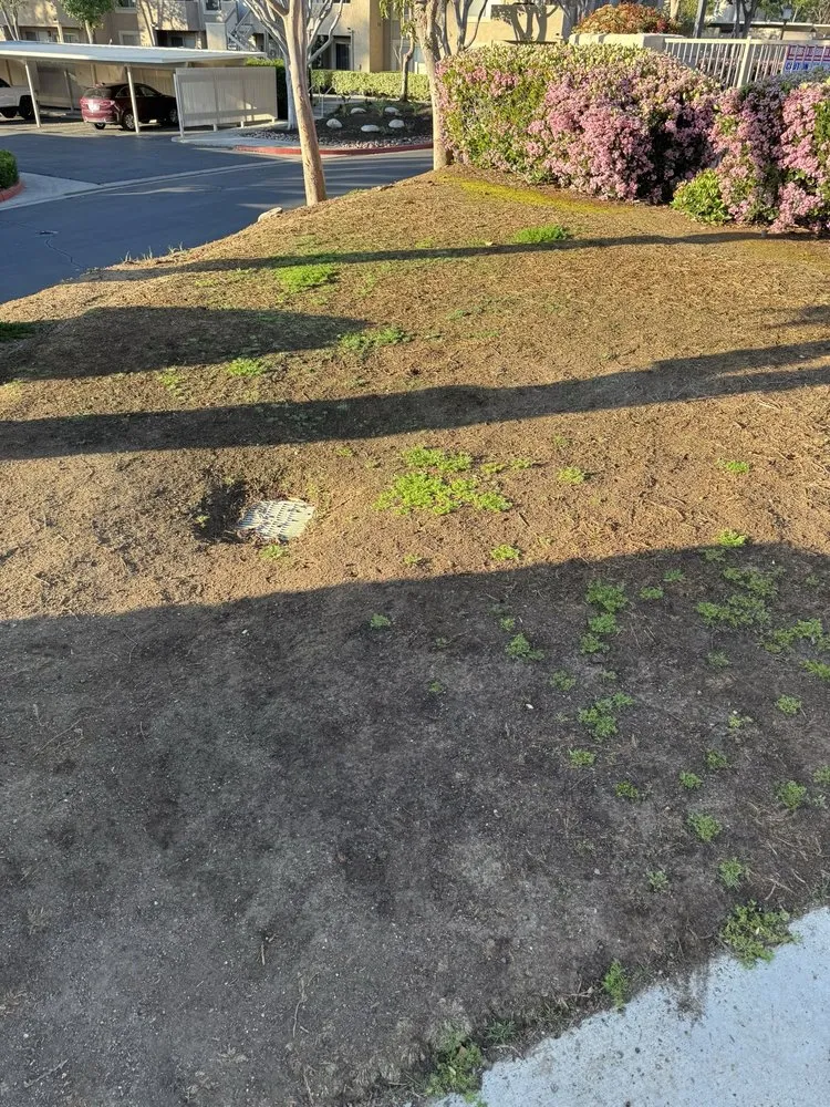 Custom landscape design with custom design across Lakeside, CA - Pacific Green Landscape