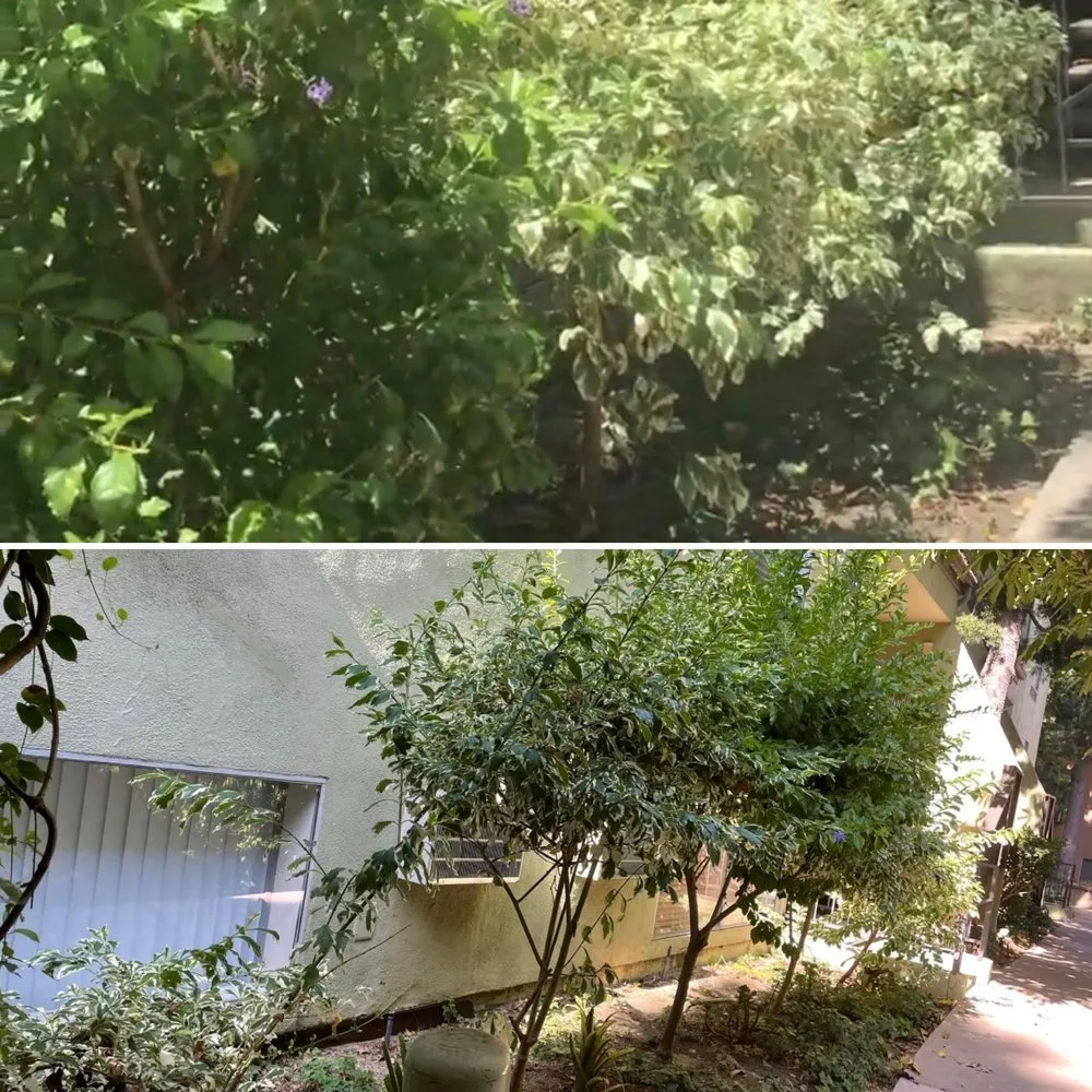 Trusted outdoor landscaping for outdoor upgrades in Lakeside, CA by Pacific Green Landscape