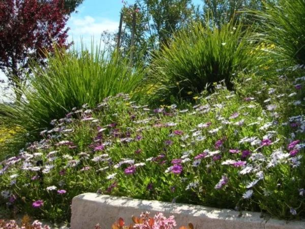 Reliable lawn care service in Lakeside, CA - Pacific Green Landscape