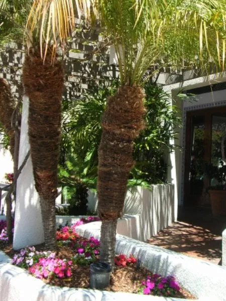 Expert yard cleanup service experts serving Lakeside, CA - Pacific Green Landscape