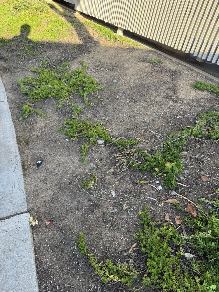 Affordable yard maintenance experts serving Lakeside, CA - Pacific Green Landscape