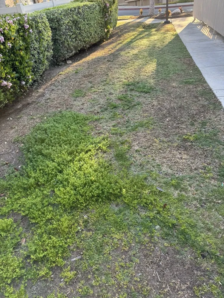 Reliable landscaping services for residential properties in Lakeside, CA by Pacific Green Landscape