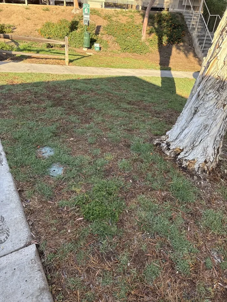 Professional yard cleanup service experts serving Lakeside, CA - Pacific Green Landscape