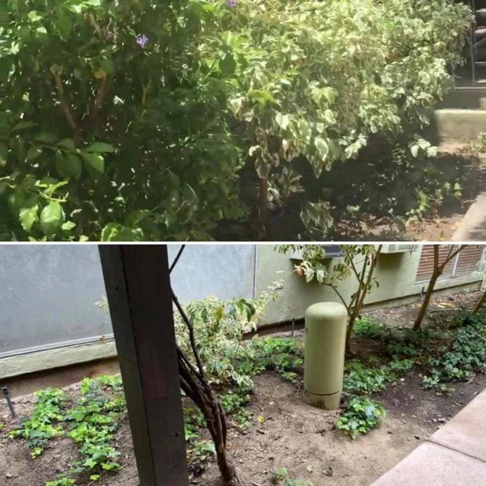 Professional lawn care service for year-round maintenance across Lakeside, CA - Pacific Green Landscape