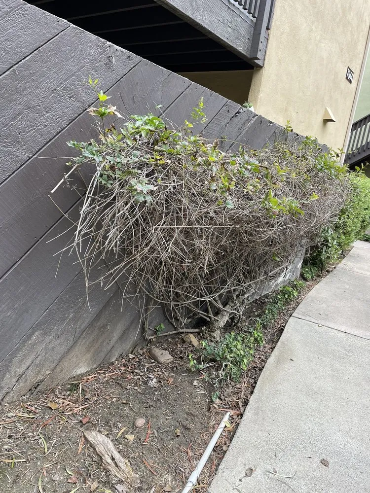 Affordable garden landscaping in Lakeside, CA - Pacific Green Landscape