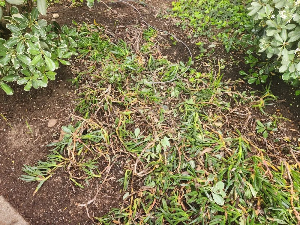 Professional landscaping services experts serving Lakeside, CA - Pacific Green Landscape