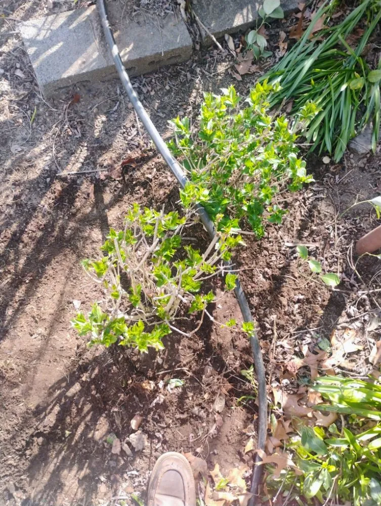 Local garden landscaping in Mount Vernon, NY - Pacific Horizon Landscape