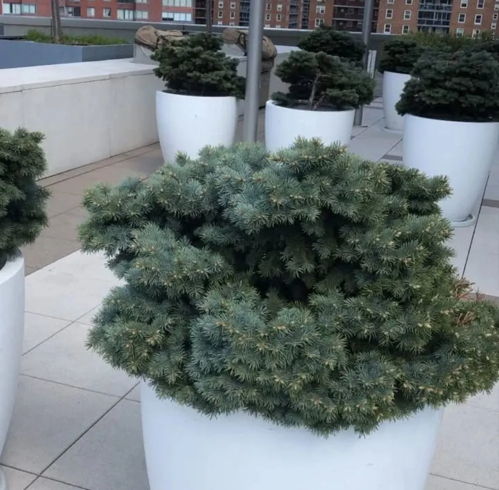 Expert landscaping services in Mount Vernon, NY - Pacific Horizon Landscape