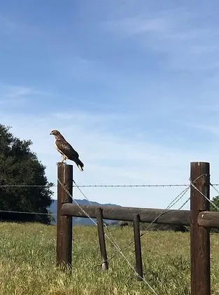 Local lawn care service in Nevada City, CA by Pacific Land Design