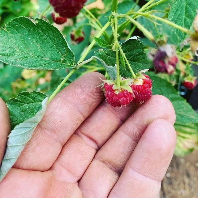 Trusted yard maintenance for residential properties across Nevada City, CA - Pacific Land Design