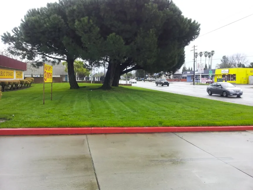 Professional yard maintenance in Sacramento, CA by Pacific Landscape & Maintenance
