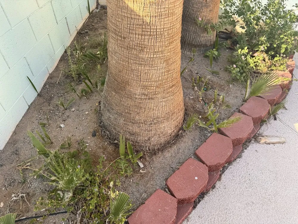 Professional landscaping services in Las Vegas, NV - Pacific Landscape