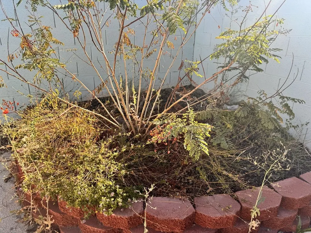 Professional landscaping services in Las Vegas, NV by Pacific Landscape