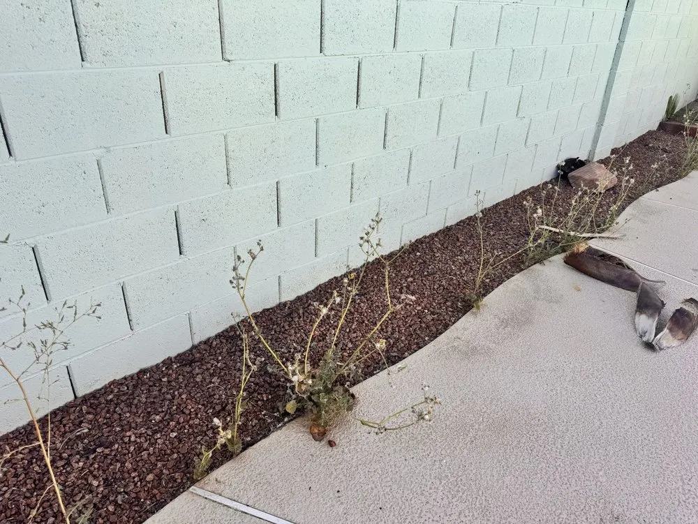 Top-rated lawn care service experts serving Las Vegas, NV - Pacific Landscape