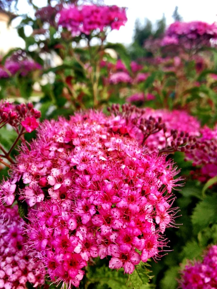 Trusted lawn mowing service for year-round maintenance in Redmond, WA by Pacific Landscape Management