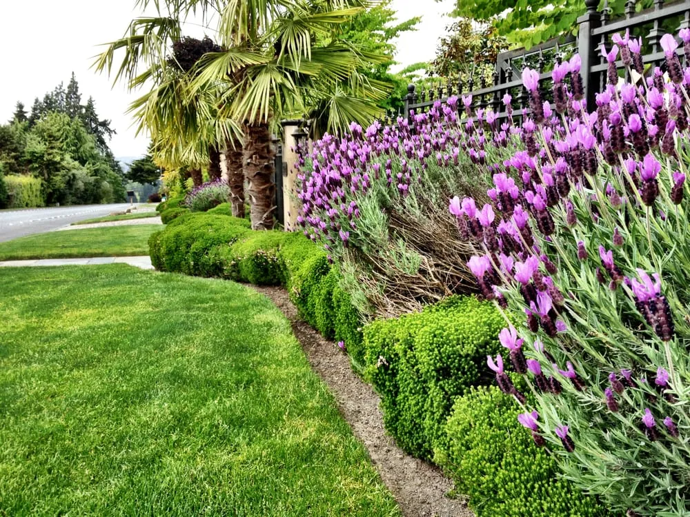 Reliable yard maintenance with custom design in Redmond, WA by Pacific Landscape Management