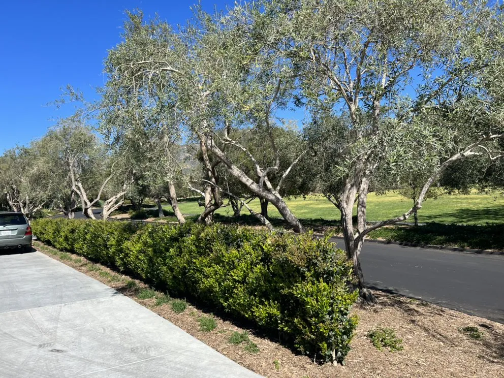 Custom garden landscaping with custom design across Camarillo, CA - Pacific Landscape Services