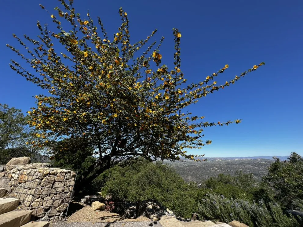 Trusted lawn mowing service for homes across Camarillo, CA - Pacific Landscape Services