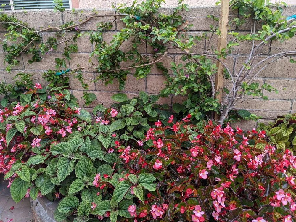 Affordable lawn care service for outdoor upgrades in Camarillo, CA by Pacific Landscape Services