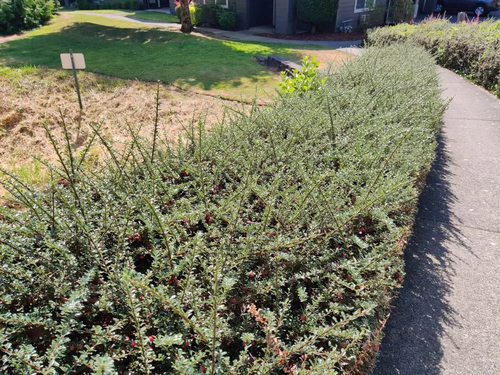 Top-rated lawn care service in Vancouver, WA - Pacific Landscape Services