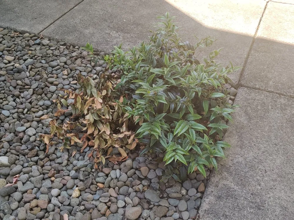 Trusted yard cleanup service in Vancouver, WA by Pacific Landscape Services
