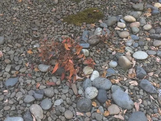 Pacific Landscape Services Logo