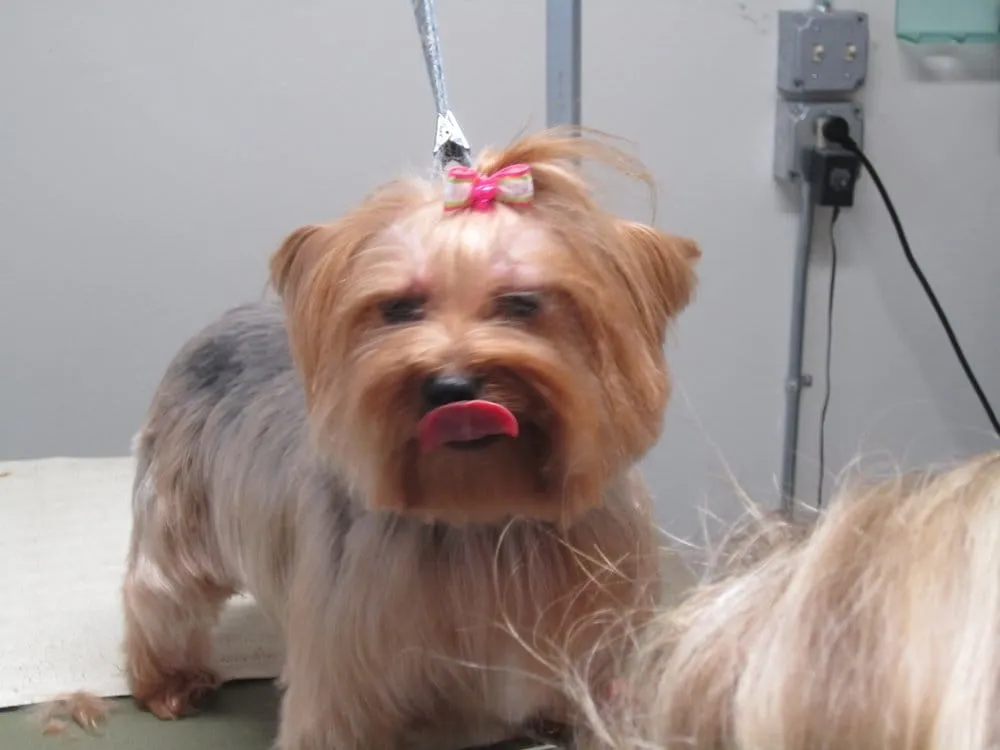 Professional landscaping services in Kent, WA by Pacific Landscaping